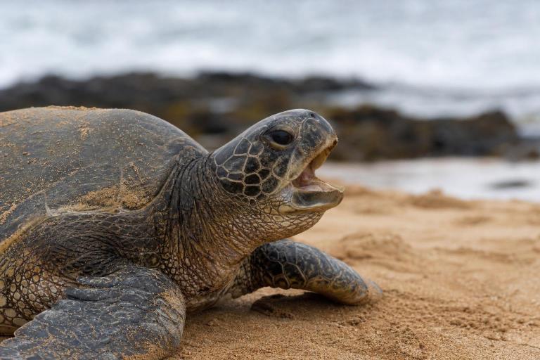 ¿Cómo se llama el sonido que hace la tortuga?