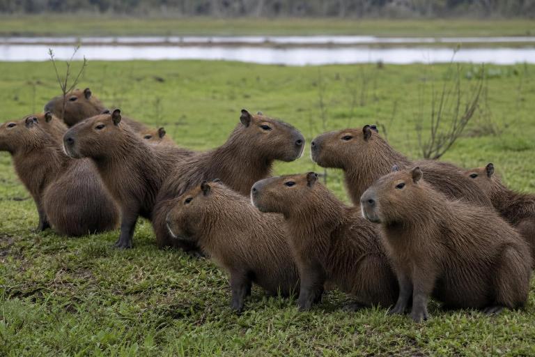 ¿Cómo se llama un grupo de carpinchos?