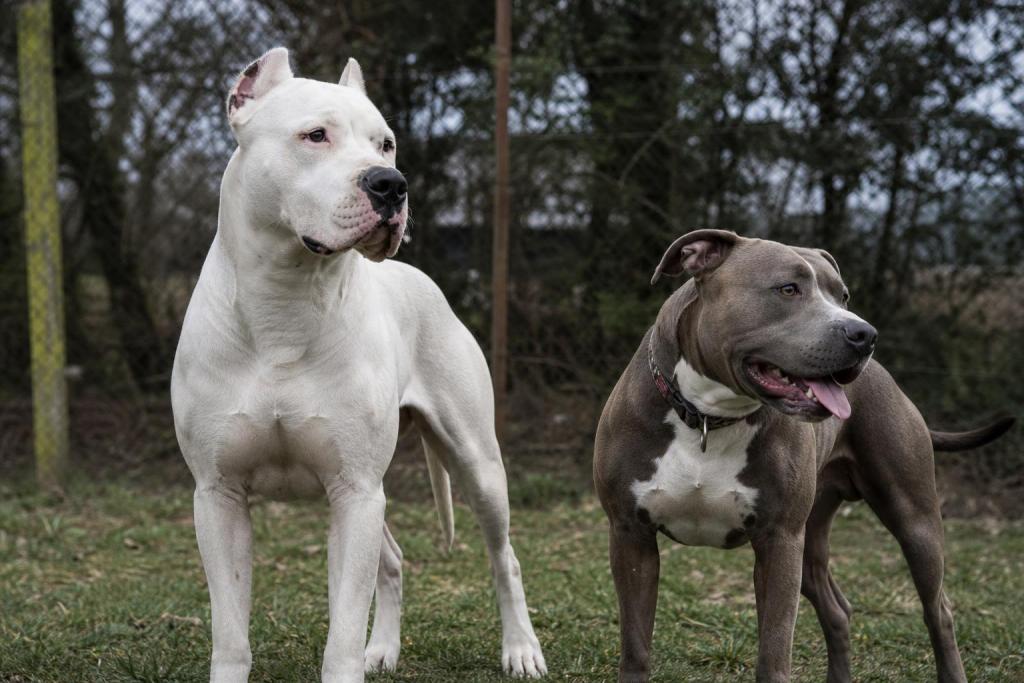 ¿Cuál es la diferencia entre un Dogo Argentino y un Pitbull?