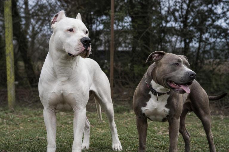¿Cuál es la diferencia entre un Dogo Argentino y un Pitbull?