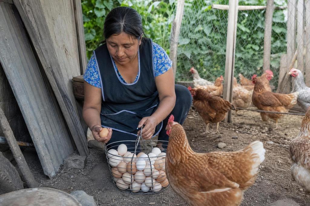 ¿Cuántas gallinas necesita una familia de 4 para no comprar más huevos?