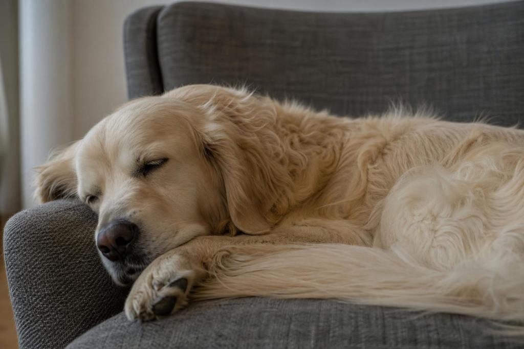 ¿Cuántas horas duerme un perro por día en realidad?