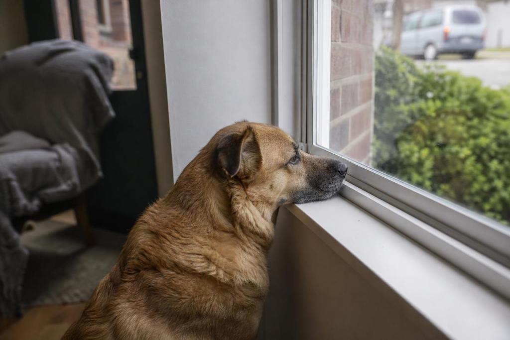 ¿Cuántas horas puede quedarse solo un perro en casa? La respuesta de los veterinarios