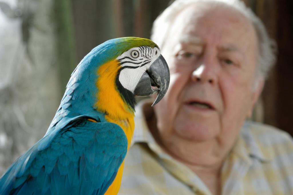 ¿Cuántos años vive un loro? Por qué puede sobrevivir a su dueño