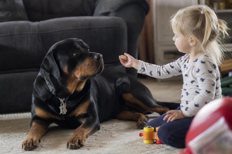 ¿El Rottweiler es un perro apto para una familia con chicos pequeños?