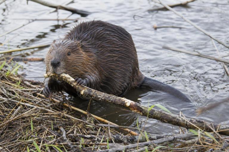 En 1946 el gobierno soltó 20 castores canadienses en Tierra del Fuego y hoy son más de 100 mil