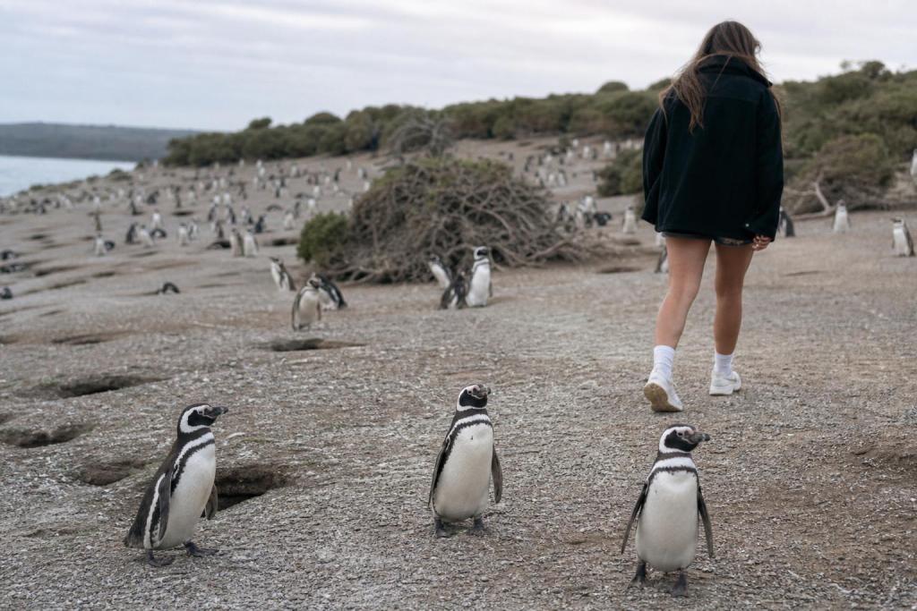 En esta playa de Chubut viven más de un millón de pingüinos y se puede caminar entre ellos