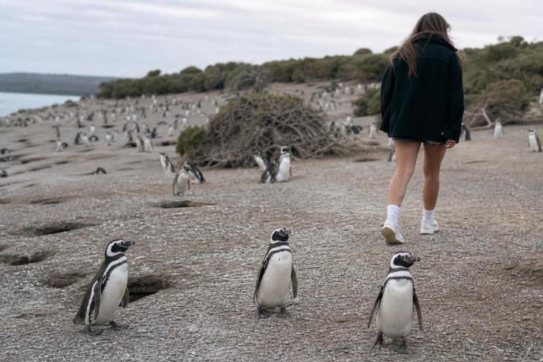 En esta playa de Chubut viven más de un millón de pingüinos y se puede caminar entre ellos