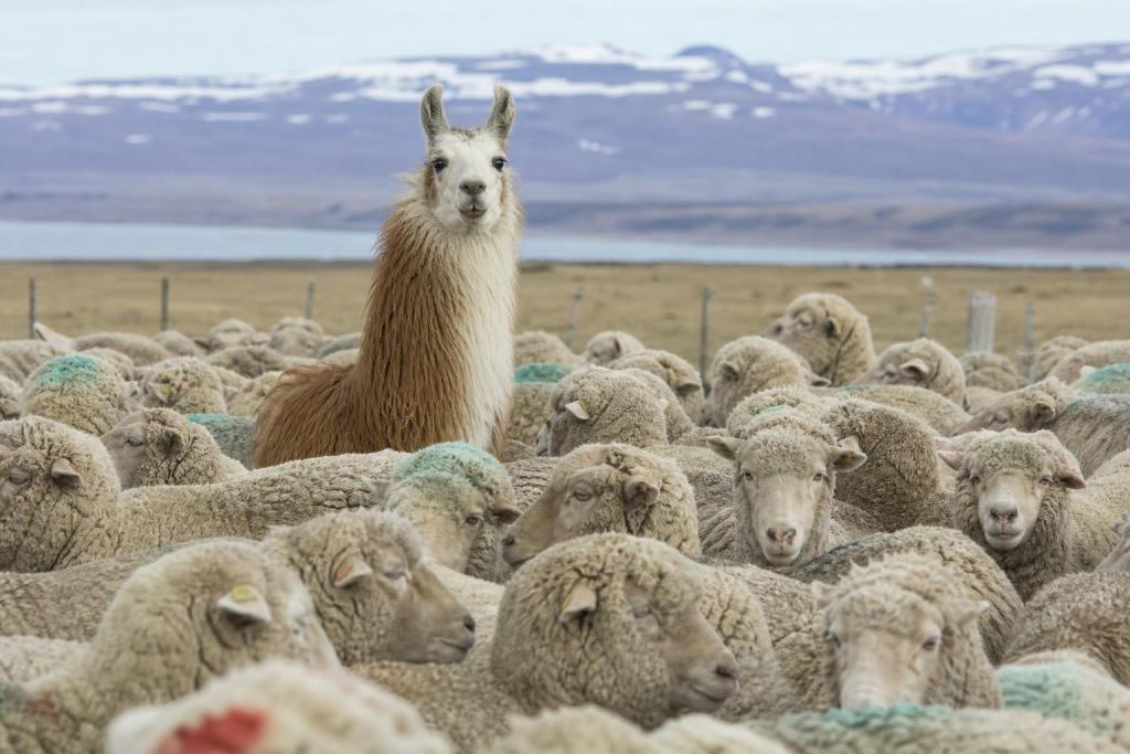 En la Patagonia usan llamas para cuidar a las ovejas del zorro: y funciona mejor que los perros