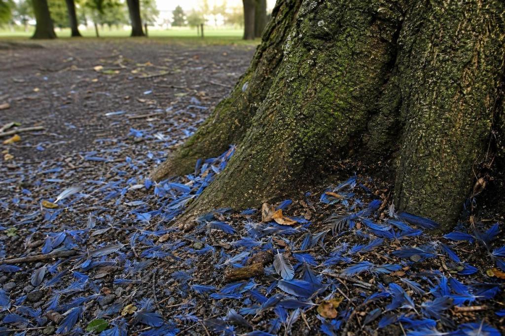 Esas plumas azules que aparecen al pie de un árbol no caen por casualidad: esto es lo que revelan en serio
