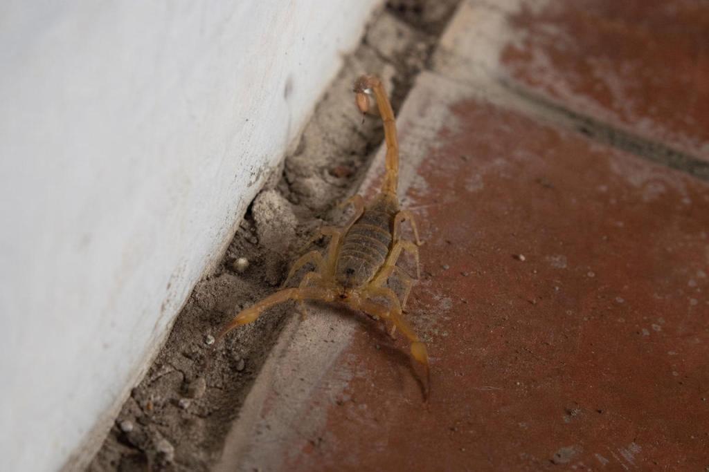Este alacrán entra a las casas de Córdoba con el calor y su picadura puede ser mortal para los chicos