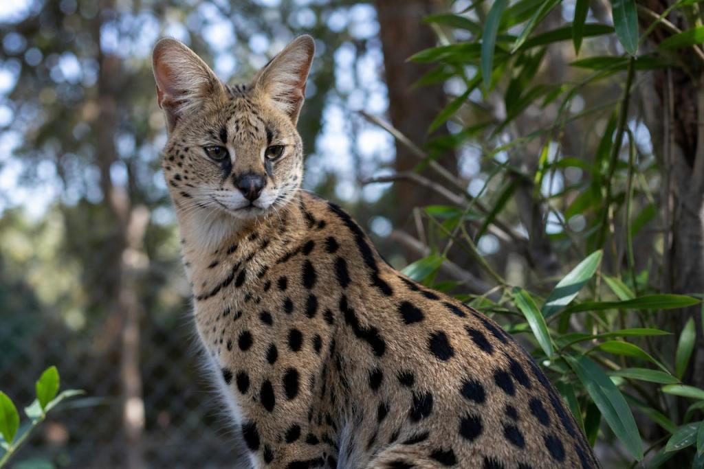 Las 7 razas de gato que parecen animales salvajes
