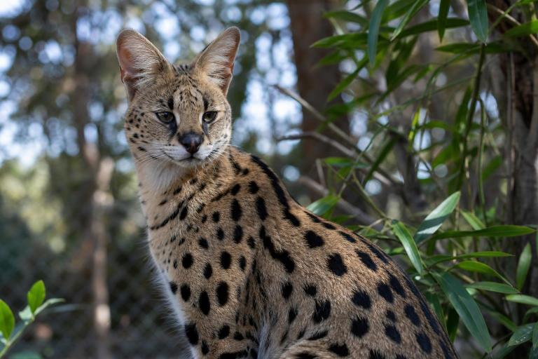 Las 7 razas de gato que parecen animales salvajes