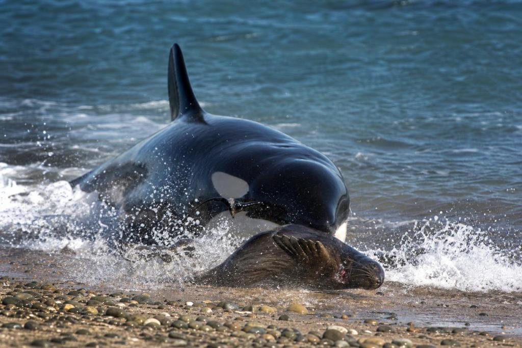 Las únicas orcas del mundo que se lanzan a la playa para cazar viven en la Patagonia argentina
