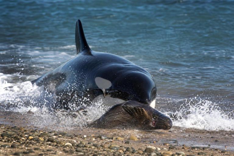 Las únicas orcas del mundo que se lanzan a la playa para cazar viven en la Patagonia argentina