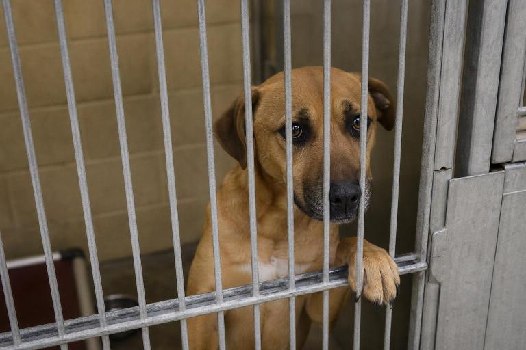 Lo adoptaron y lo devolvieron tres veces en un año: la razón te va a romper el corazón