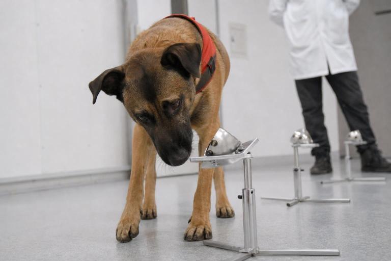 ¿Los científicos realmente comprobaron que los perros pueden oler el miedo?