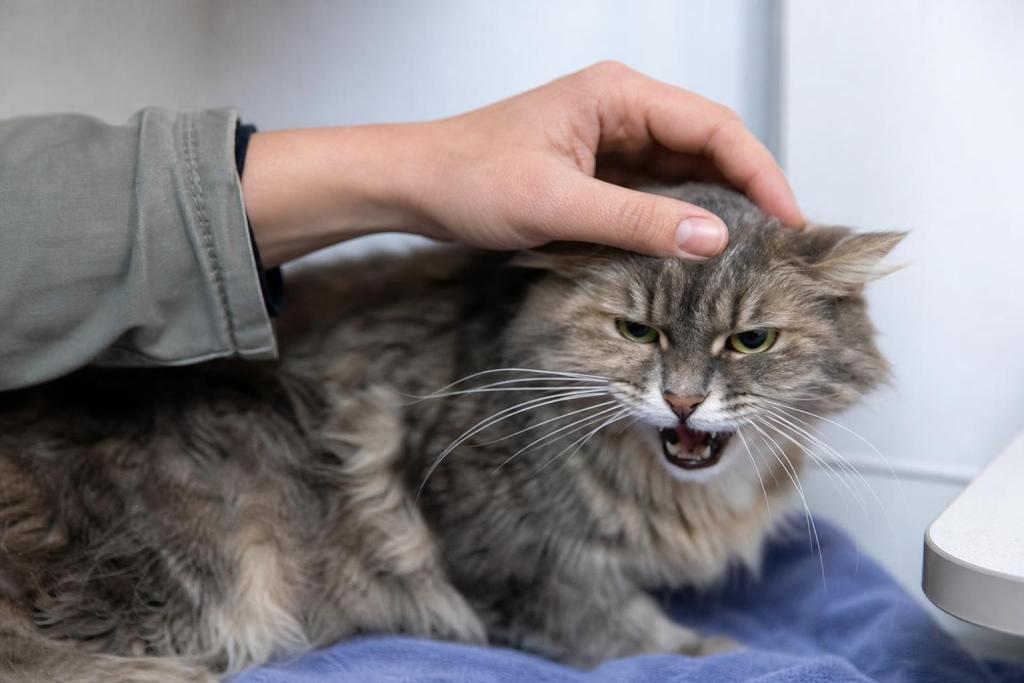 Los veterinarios son unánimes: acariciar al gato en esta zona exacta lo estresa mucho más de lo que se cree