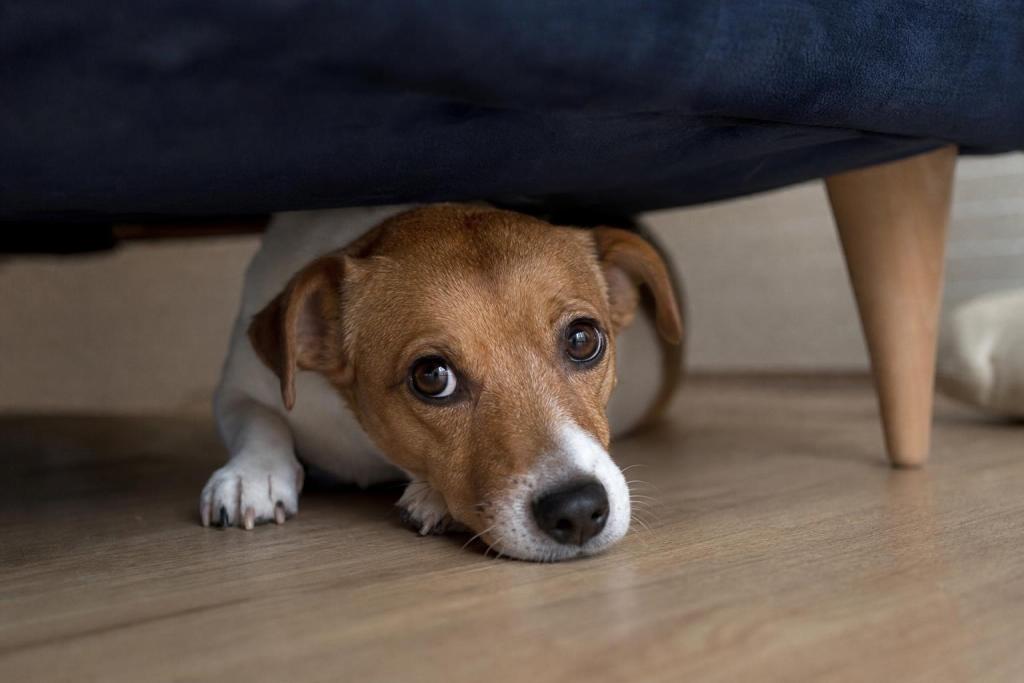 Mi perro le tiene miedo a la pirotecnia: 5 trucos que de verdad funcionan
