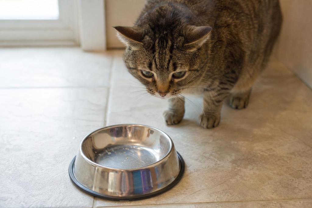 Pagó una fortuna en análisis porque su gata dejó de comer: el problema era el plato
