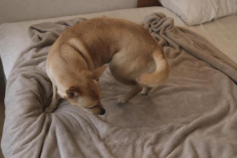 ¿Por qué los perros dan vueltas en círculo antes de acostarse? Los etólogos tienen una respuesta