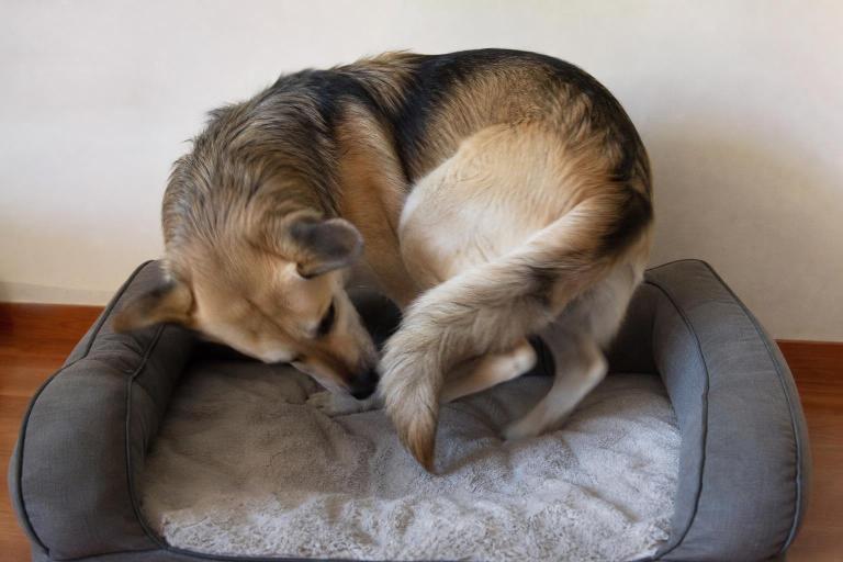 ¿Por qué los perros dan vueltas sobre sí mismos antes de acostarse?