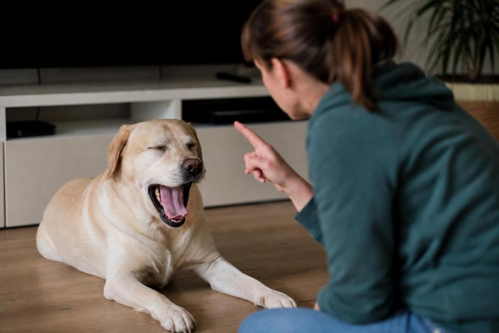 ¿Qué quiere decir tu perro cuando bosteza mientras lo retás? Un adiestrador lo explica