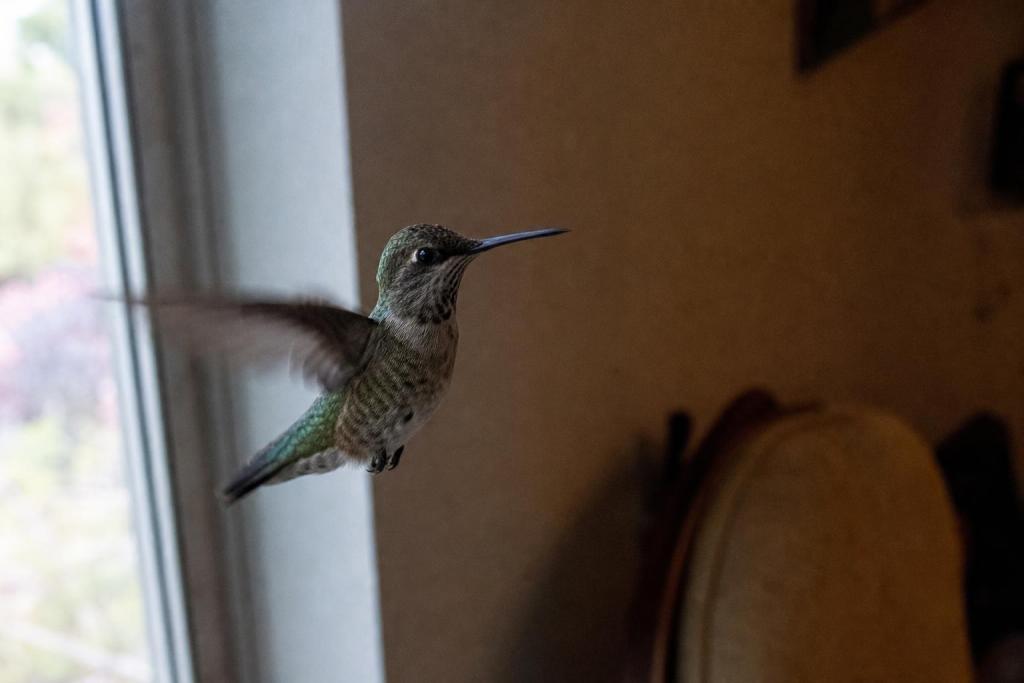 ¿Qué significa que un colibrí entre a tu casa?