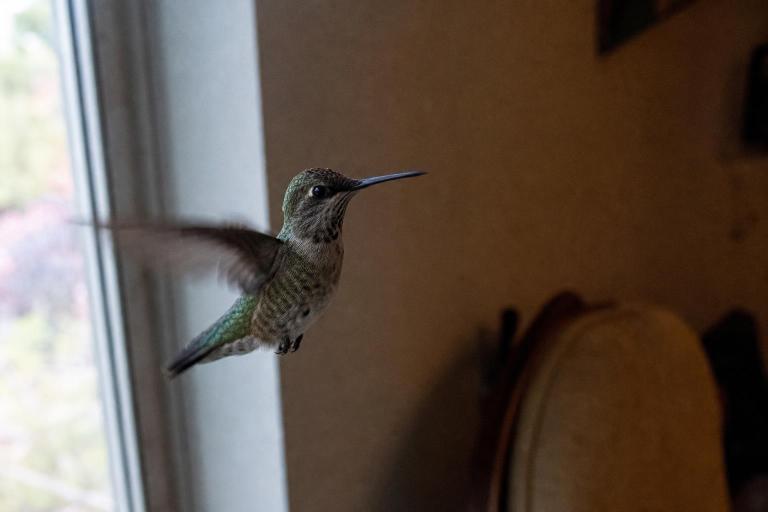¿Qué significa que un colibrí entre a tu casa?