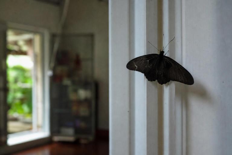 ¿Qué significa que una mariposa negra entre a tu casa?