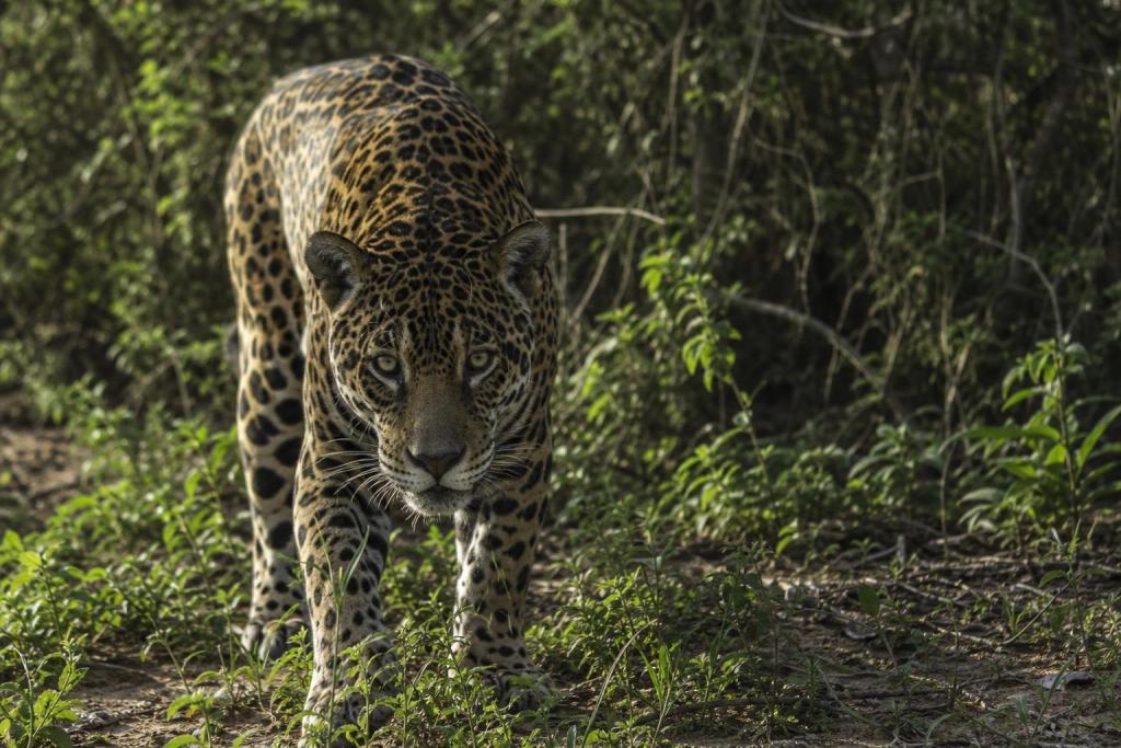 Quedan menos de 300 yaguaretés en toda la Argentina y casi todos viven en el norte del país
