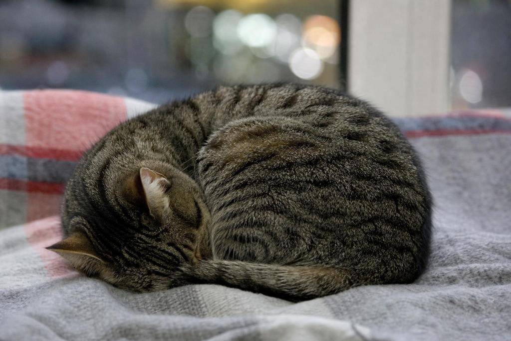 Según la ciencia los gatos que duermen hechos un ovillo no buscan solo el calor: lo que ese gesto revela en realidad