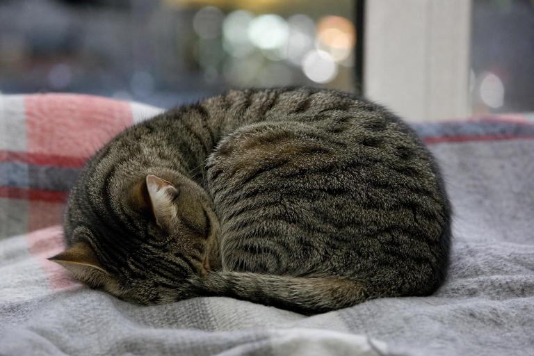 Según la ciencia los gatos que duermen hechos un ovillo no buscan solo el calor: lo que ese gesto revela en realidad