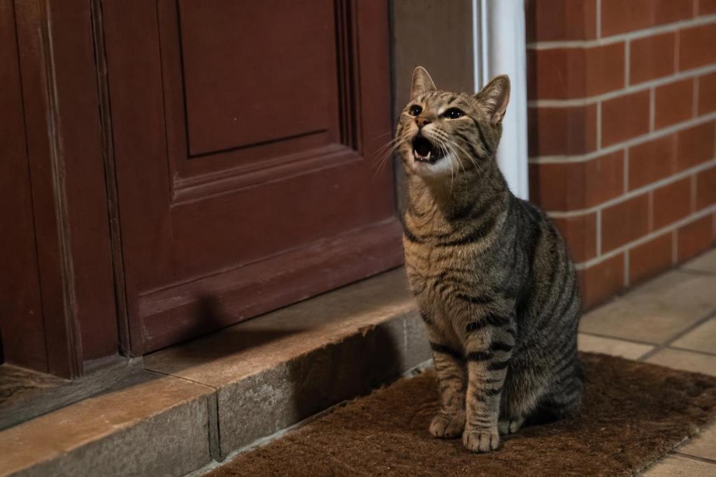 Su gato maúlla todas las noches a la misma hora frente a la puerta — una cámara le mostró por qué