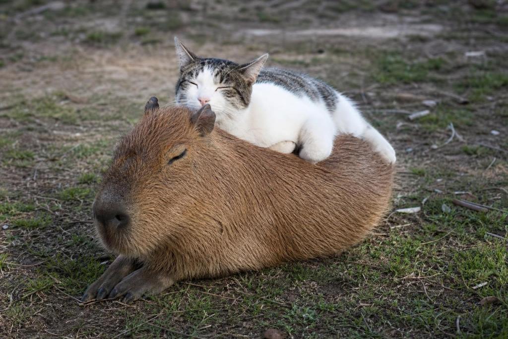 Un carpincho y un gato se hicieron inseparables en una estancia de Entre Ríos y ya son famosos