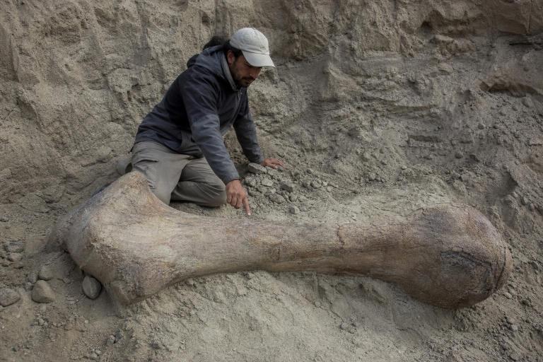 Un peón de campo tropezó en Chubut con el hueso de un animal de 70 toneladas: el más grande que pisó la Tierra