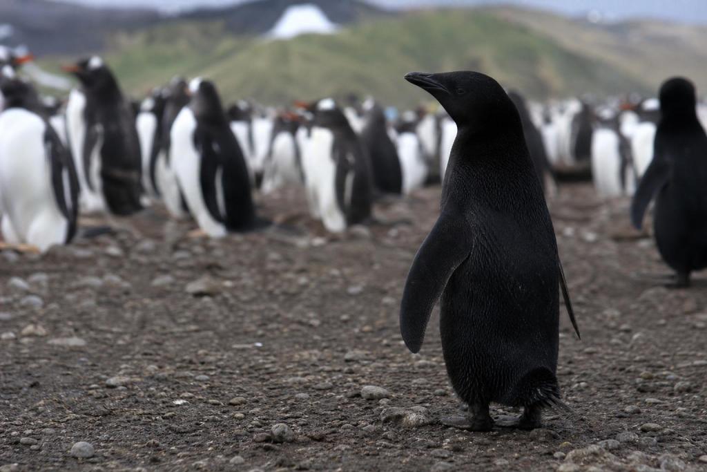 Uno entre cientos de miles: el pingüino completamente negro fotografiado en una isla del Atlántico Sur