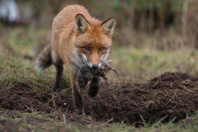 Unos biólogos filman por primera vez a un zorro que entierra su presa y vuelve a desenterrarla semanas después